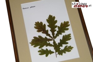 Quercus petraea - Dąb bezszypułkowy zielnik obraz rama