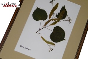 Tilia cordata - Lipa drobnolistna zielnik obraz rama