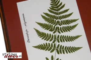 Pteridophyta-polypodiopsida - Paprotnik zielnik obraz rama