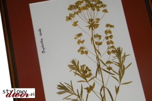 Euphorbia esula - Wilczomlecz lancetowaty zielnik obraz rama