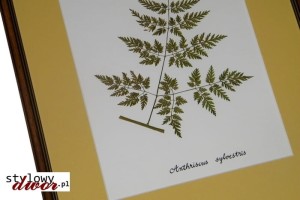 Anthriscus sylvestris - Trybula leśna zielnik obraz rama