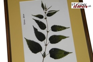 Urtica dioica - Pokrzywa zwyczajna zielnik obraz rama v2