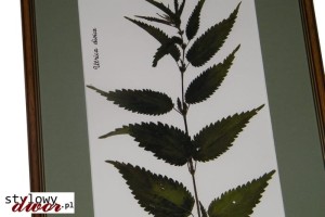 Urtica dioica - Pokrzywa zwyczajna zielnik obraz rama v3