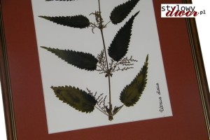 Urtica dioica - Pokrzywa zwyczajna zielnik obraz rama v4